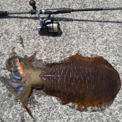 先週に引き続きエギング